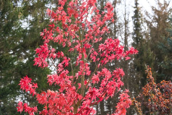 Japanese Maple Planting in Madison