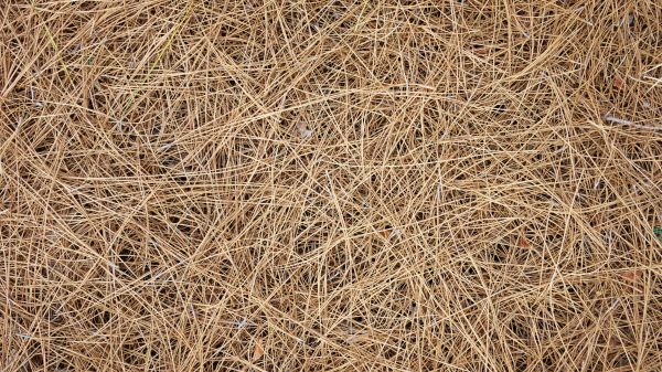 Pine Needles Delivery in Madison