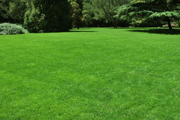 Lawn Landscaping in Madison