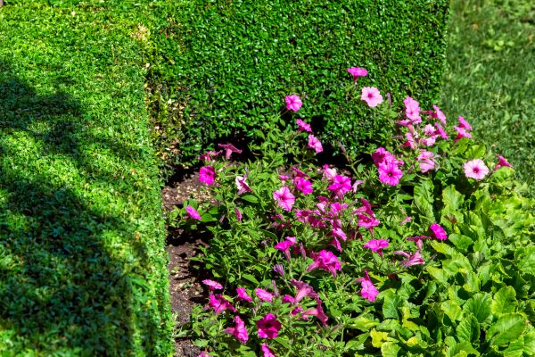 Softscaping Service in Madison