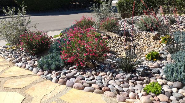 Xeriscape Landscaping in Madison
