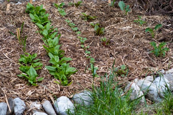 Mulch Service in Madison