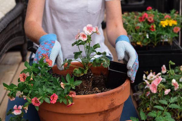 Plant Care Service in Madison