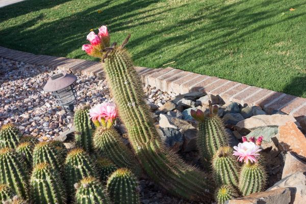Desert Landscaping in Madison