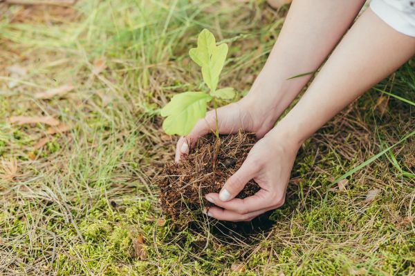 Oak Tree Planting in Madison