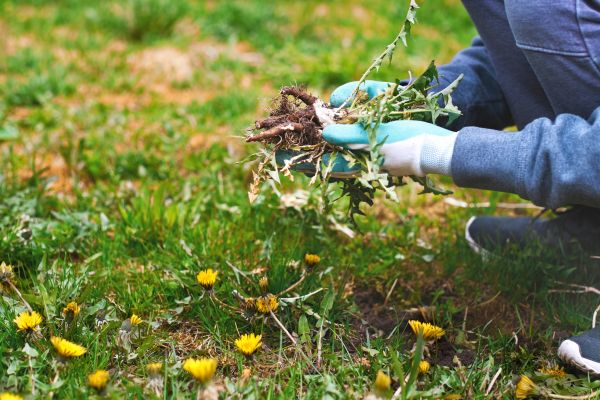 Flower Bed Clearing in Madison
