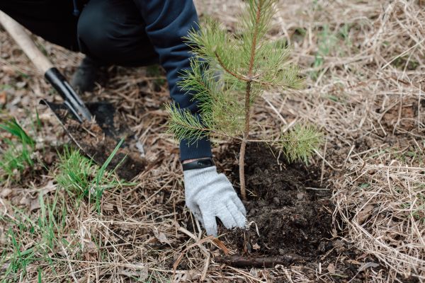 Pine Tree Planting in Madison