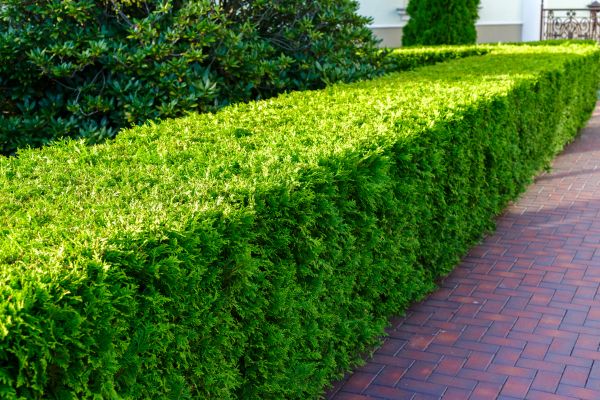 Hedge Installation in Madison