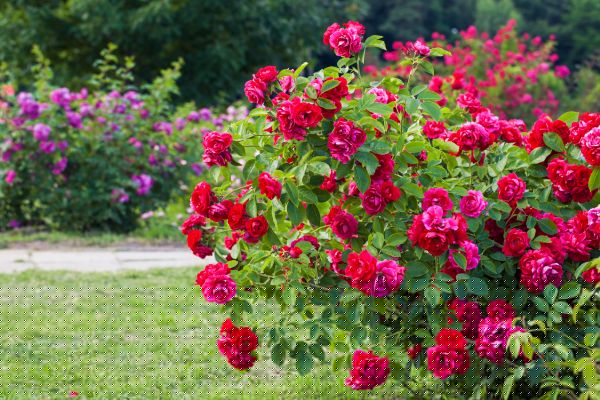 Rose Bush Care
