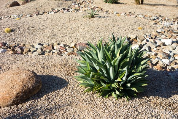 Xeriscaping Service in Madison