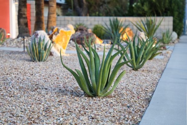 Drought Resistant Landscaping in Madison