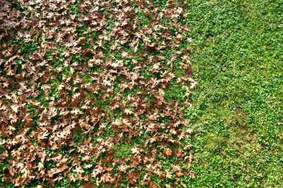 Yard Prepared for Leaf Removal
