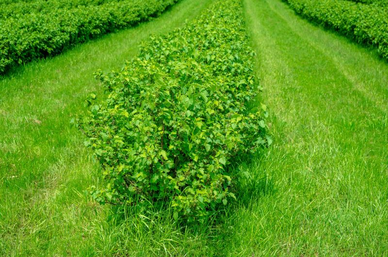 Hedge Landscaping