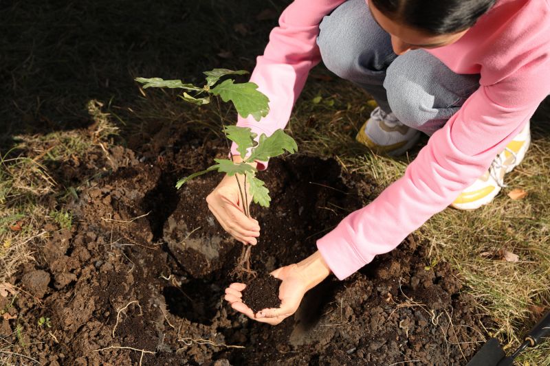 Pear Tree Planting